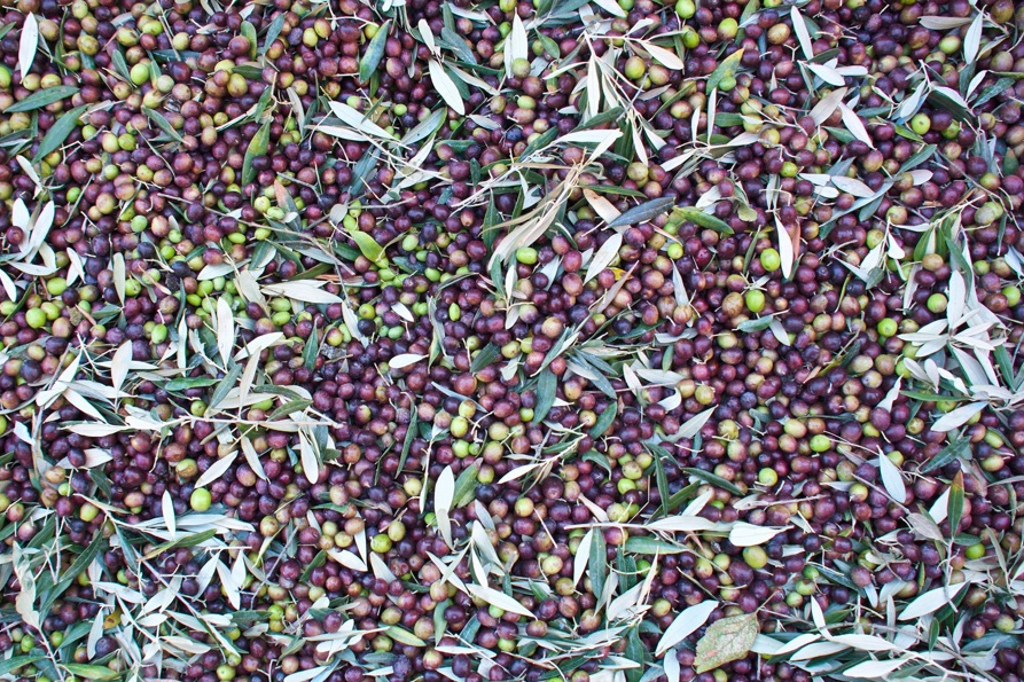 Halbreife, frisch geernteteBalduccio Oliven mit wenigen Blättern